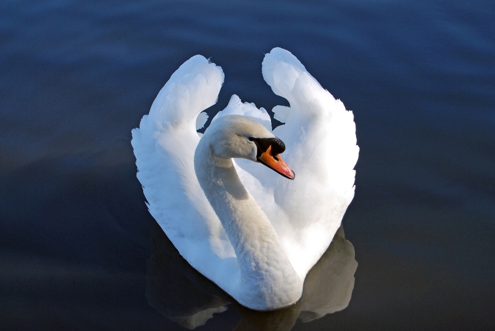 swan-at-pond