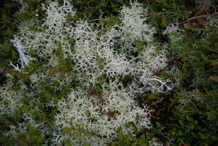 Lichen on Dry Heath