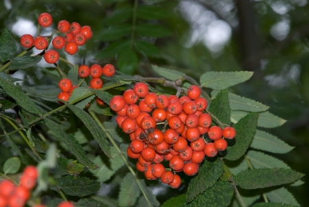 Rowan berries in woodland